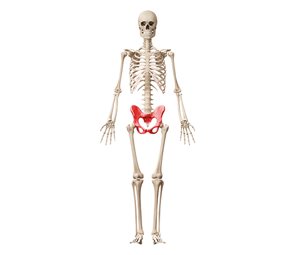 The pelvis sits between the legs and the abdomen